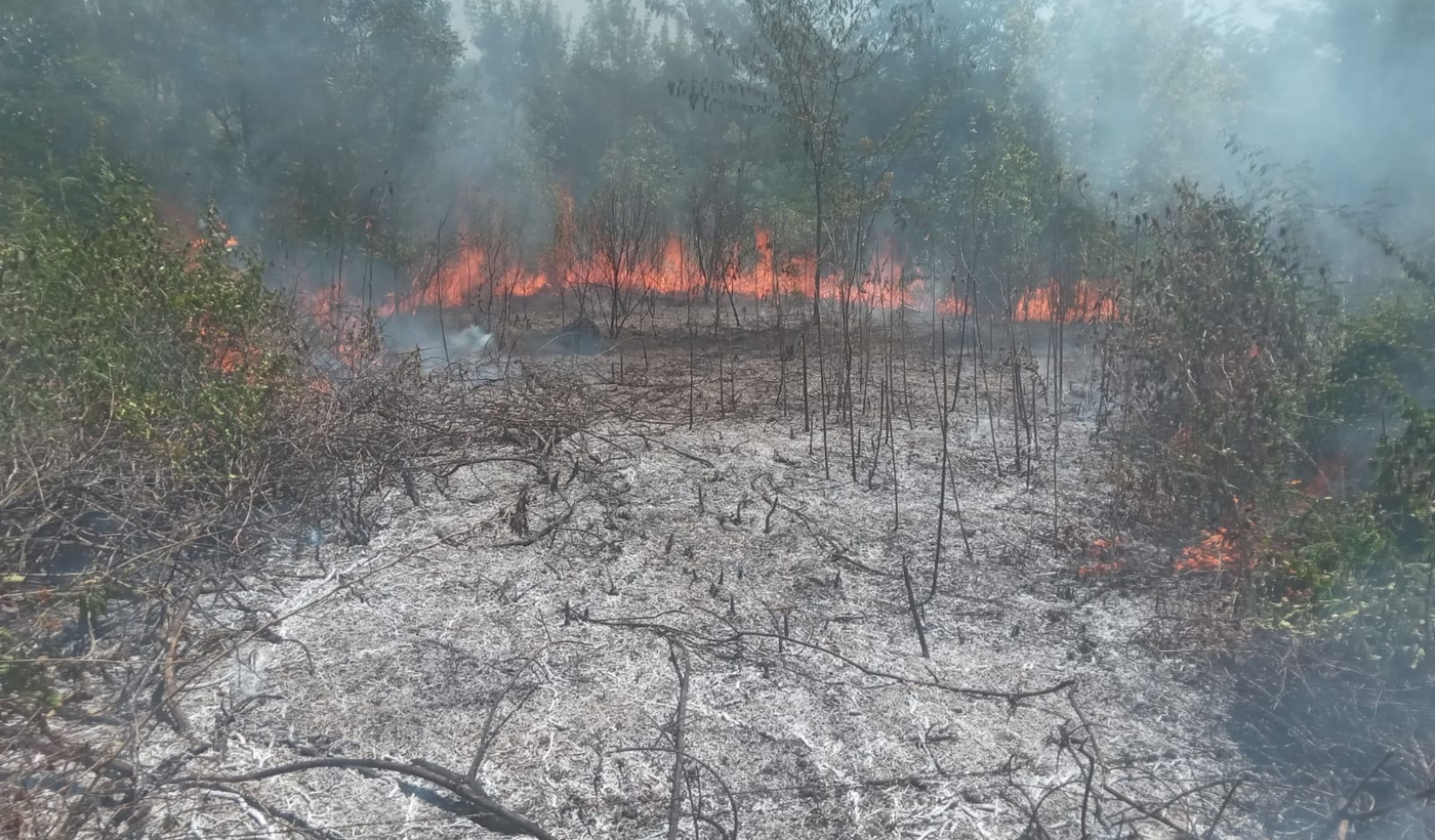 Incendio en el Parque Pereyra