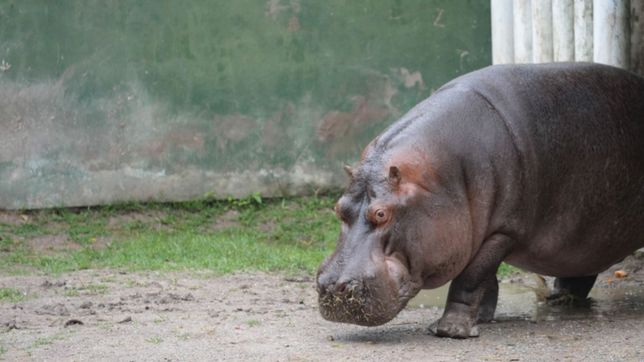 en el ex zoo se acerca el traslado del hipopotamo y preparan los planos del bioparque