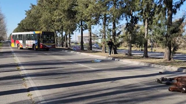 video: un micro de la linea 202 choco contra un caballo y la avenida 60 quedo cortada