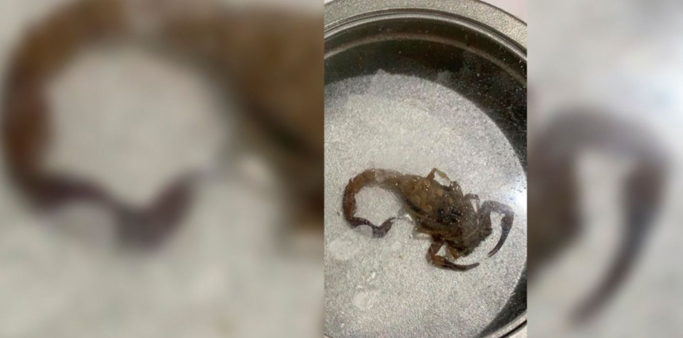 1588168587426.jpg?rotate=0&scaleX=1&scaleY=1&oh=742&width=1471&height=735&ow=1500&x=15&y=3&&cw=1920&ch=950