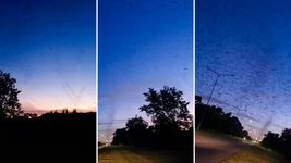 el impresionante video de las intensas nubes negras de mosquitos camino a punta lara el impresionante video de las intensas nubes negras de mosquitos camino a punta lara