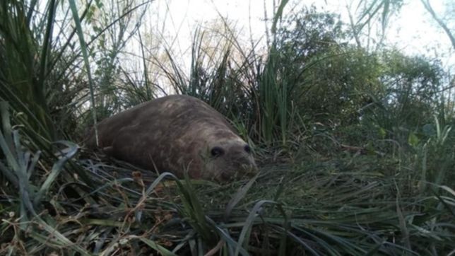 buscan en berisso un elefante marino de 500 kilos que se perdio en el rio santiago