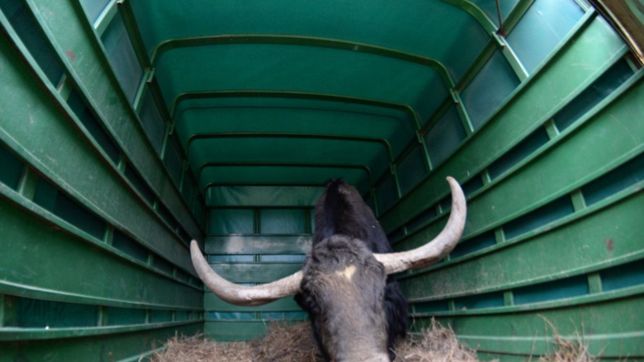 la increible historia de chicho, el yak que dejo el zoo de la plata y fue a un santuario