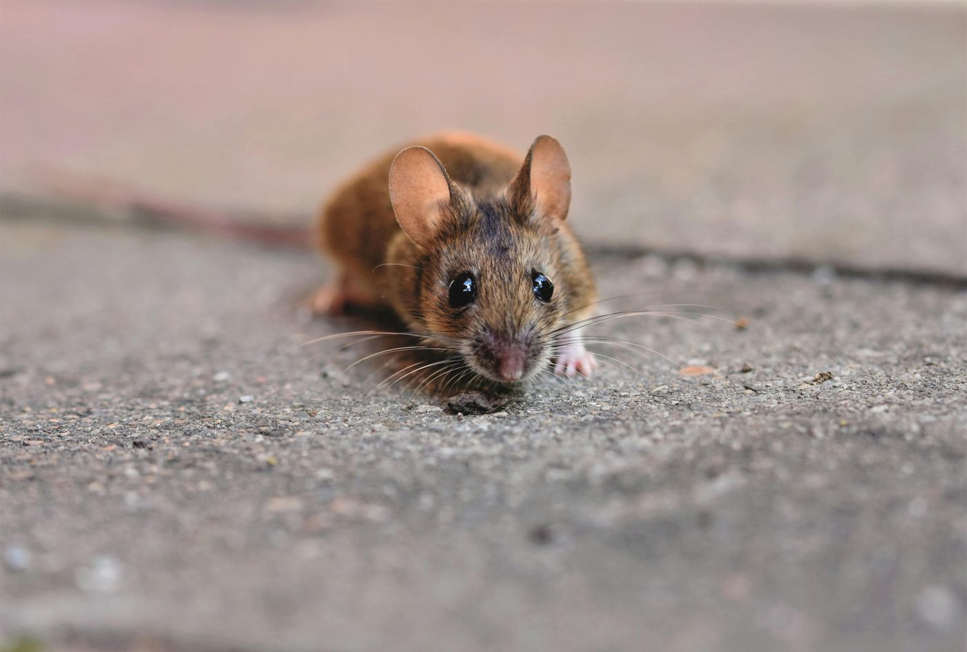 Rata hantavirus