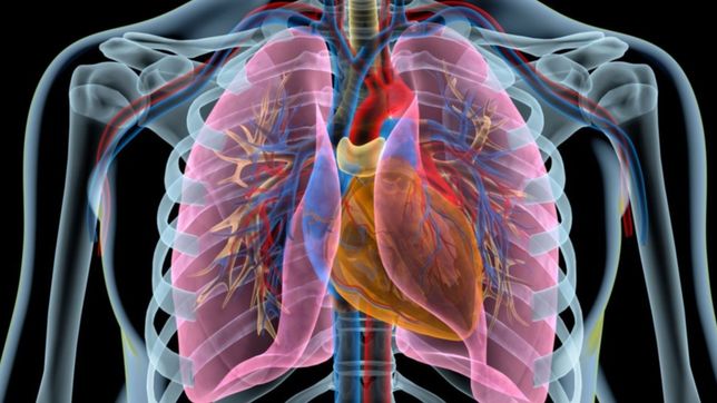 revelan que los organos del cuerpo humano envejecen a ritmos diferentes