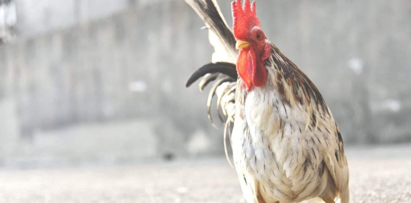 1661109491323.jpg?x=7&y=3&width=1486&height=744&rotate=0&scaleX=1&scaleY=1&ow=1500&oh=1000&&cw=1920&ch=950