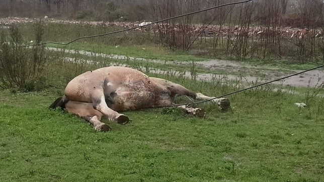 encontraron muertos en la plata a un jinete y su caballo