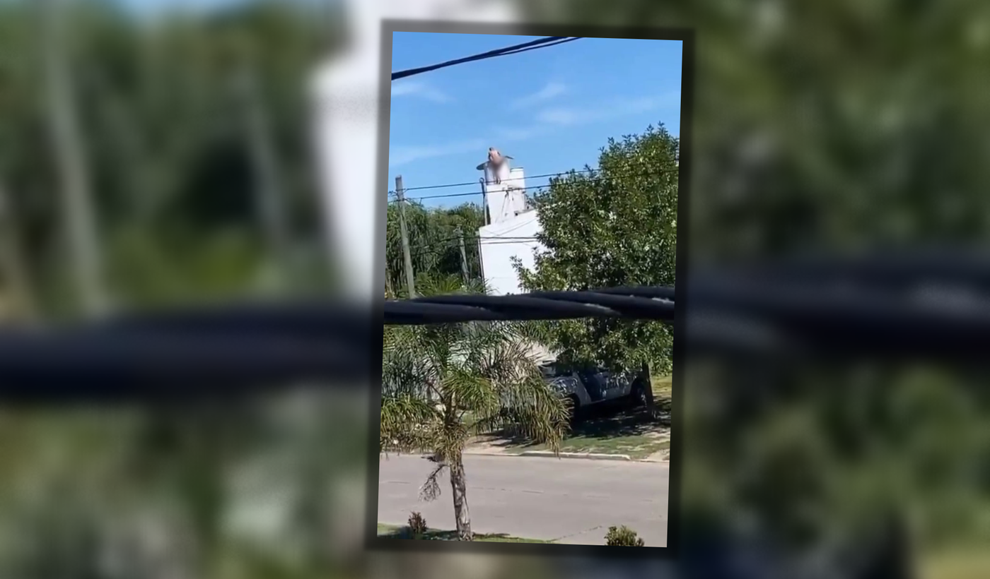 Copia de Tapa horizontal.png