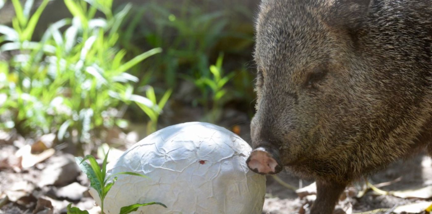 1640619179261.jpg?x= 23&y=76&width=1526&height=763&rotate=0&scaleX=1&scaleY=1&ow=1500&oh=998&&cw=1920&ch=950