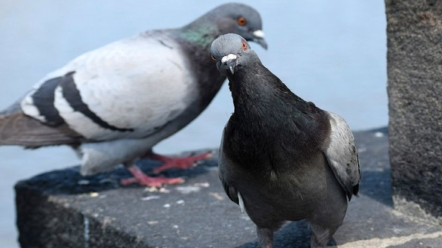 tras la limpieza por la invasion de palomas, este lunes vuelven las clases en el normal 1