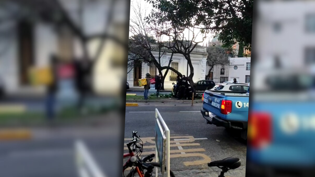 un joven se subio a un arbol en pleno centro y agredio con ramas a la gente que pasaba