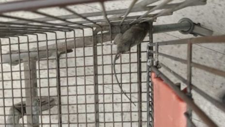 Ratas, gusanos y productos vencidos: así estaba el supermercado de Ringuelet clausurado por el Municipio