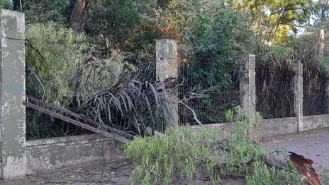 Árbol ex zoo de La Plata.jpg