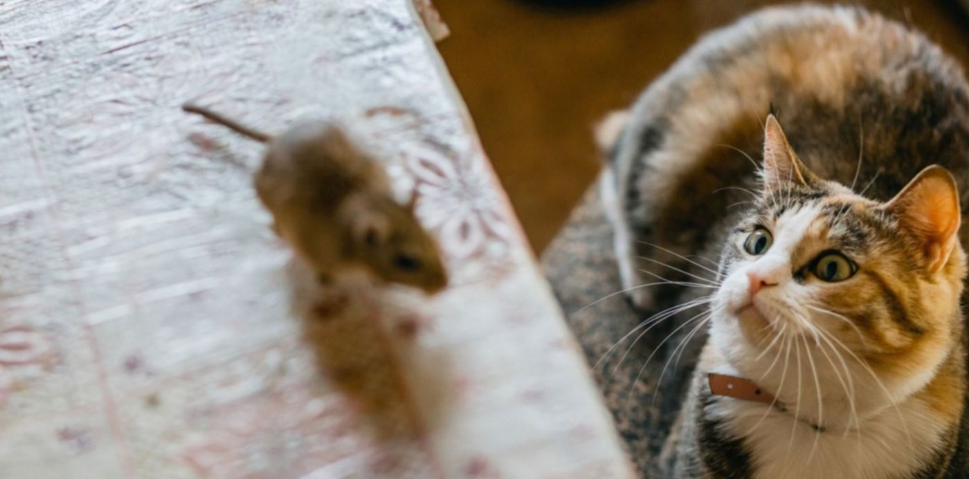 1548117739415.jpg?rotate=0&oh=1000&width=1487&height=743&scaleX=1&scaleY=1&ow=1500&x=7&y=143&&cw=1920&ch=950