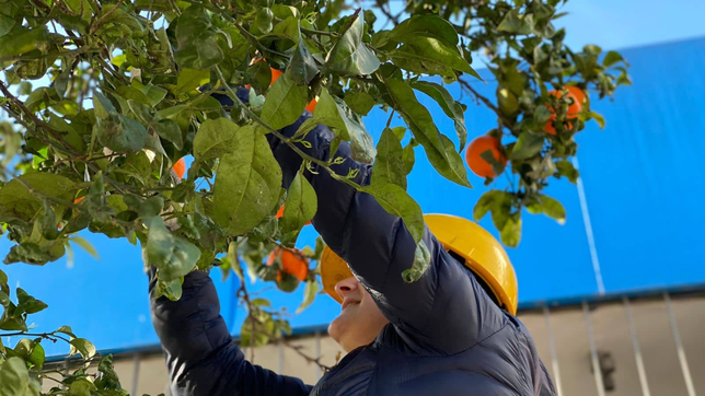voluntarios de la plata cosecharon naranjas silvestres y haran mermelada para comedores