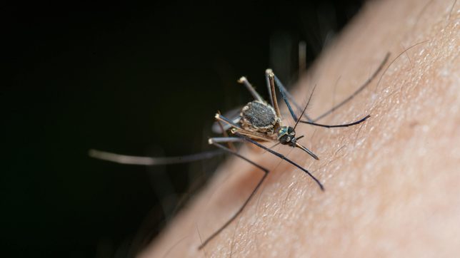 ¿por que hay mosquitos en la plata y la region a pesar del frio?