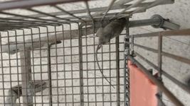 ratas, gusanos y productos vencidos: asi estaba el supermercado de ringuelet clausurado por el municipio ratas, gusanos y productos vencidos: asi estaba el supermercado de ringuelet clausurado por el municipio