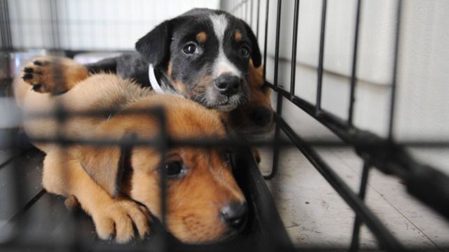 la unlp ofrece revisaciones gratuitas de las mascotas de pacientes con coronavirus