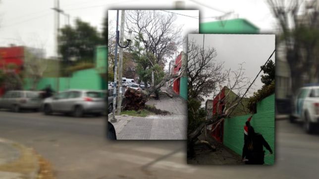 los fuertes vientos tiraron un arbol sobre un jardin de infantes en la plata