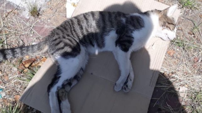 crece la preocupacion por el envenenamiento de mascotas y denuncian mas casos en la loma