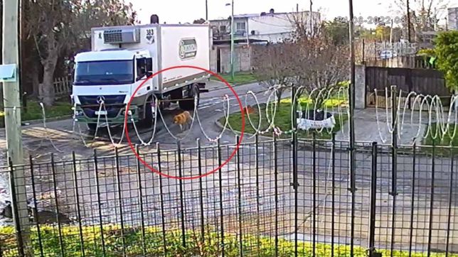 video: un camionero doblo, paso por encima a un perro y no se detuvo para asistirlo