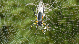 la unlp elaboro un catalogo de aranas de la region y los peligros de su picaduras la unlp elaboro un catalogo de aranas de la region y los peligros de su picaduras