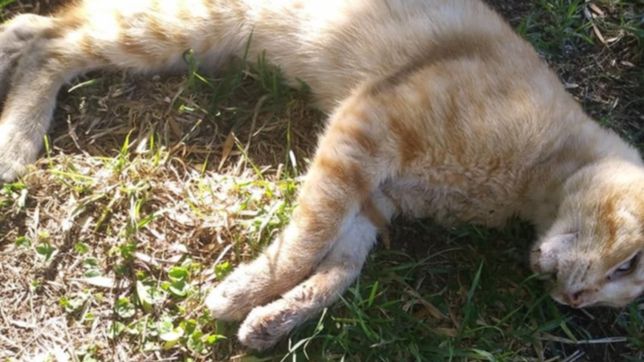 alertan por un envenenador de animales que ya mato a seis gatos en un barrio de la plata