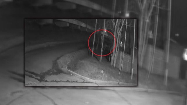 el impactante video de un hombre mono que trepa para robar cables en la plata