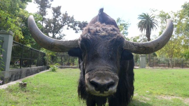 murio chicho, el yak que habia viajado a entre rios desde el bioparque de la plata