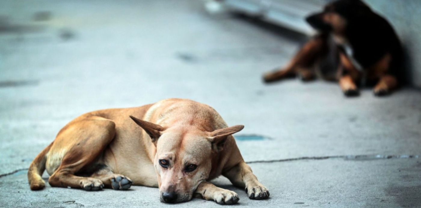 Perros callejeros