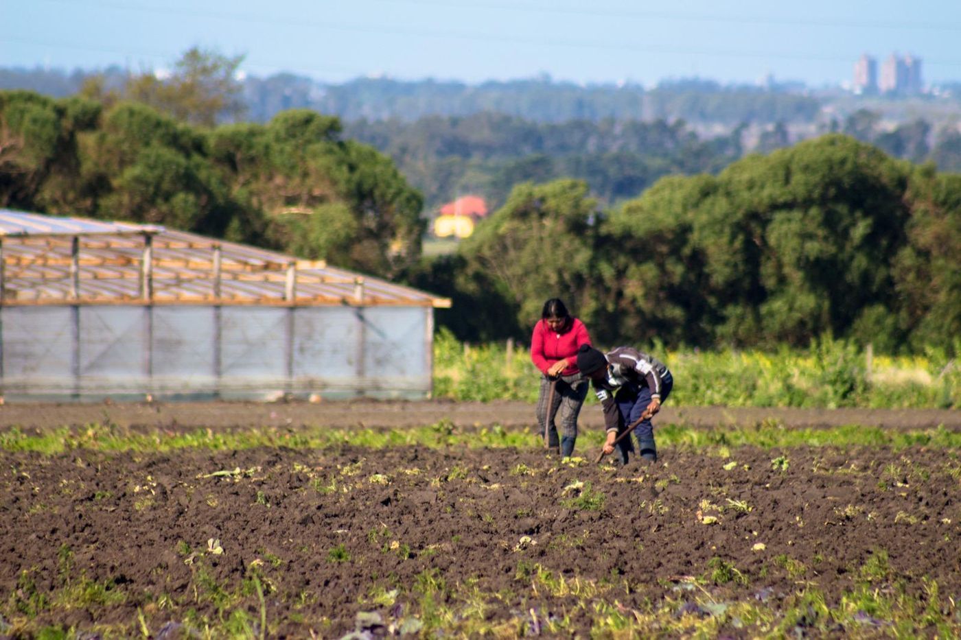 Productores cordón frutihortícola hortícola (2).jpg