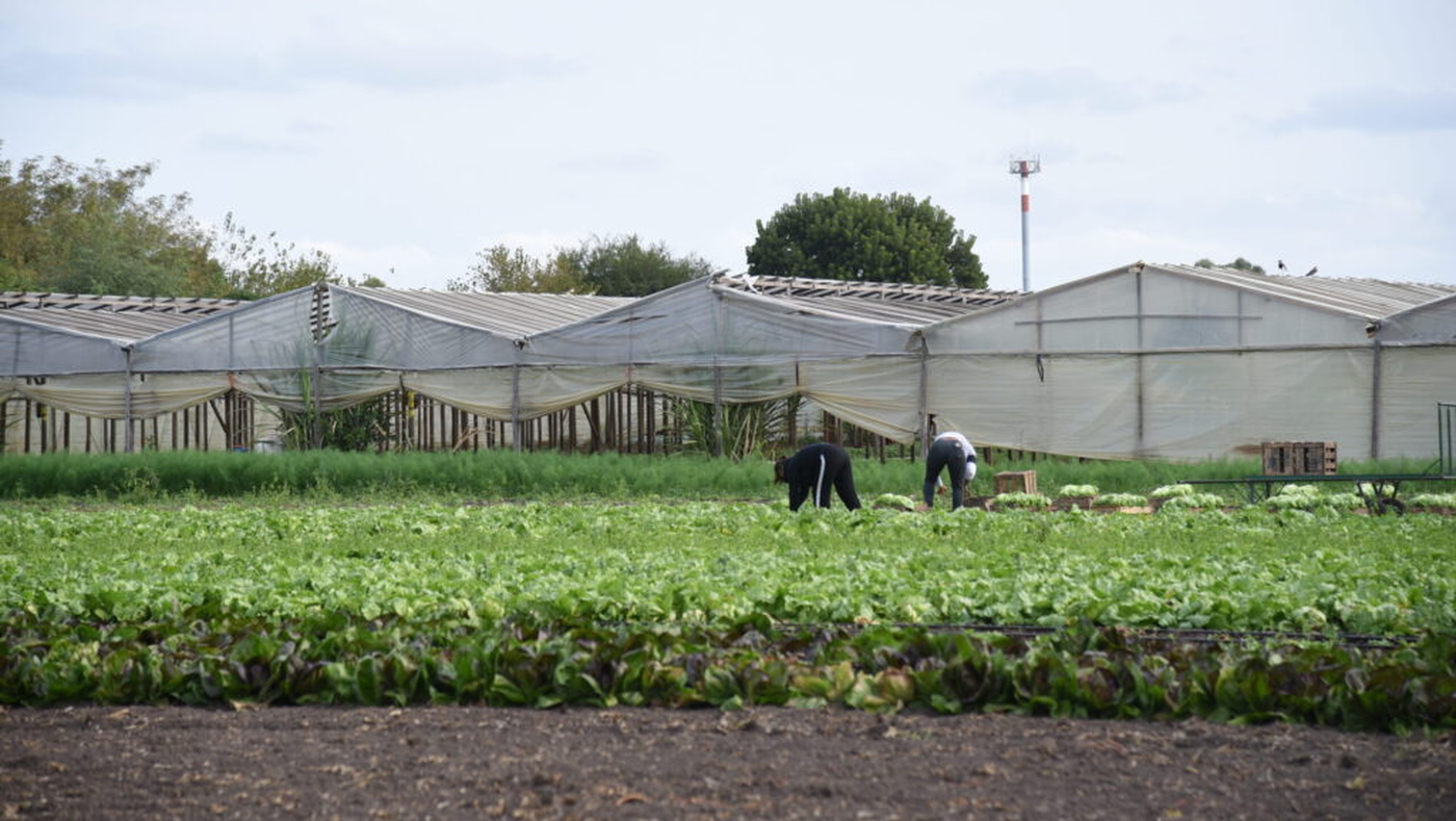 La lechuga es uno de los cultivos más afectados por el exceso de humedad