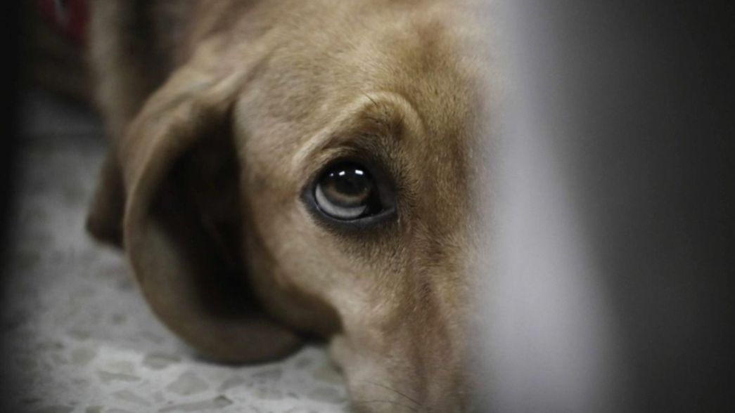 La estremecedora revelación de una empleada de la peluquería canina acusada de maltrato
