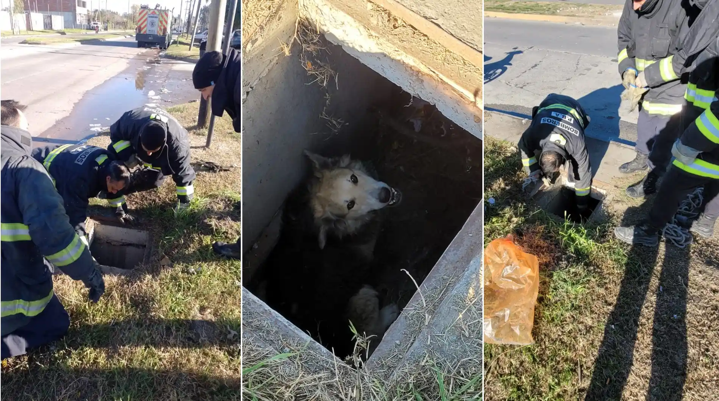 Perro rescatado.webp