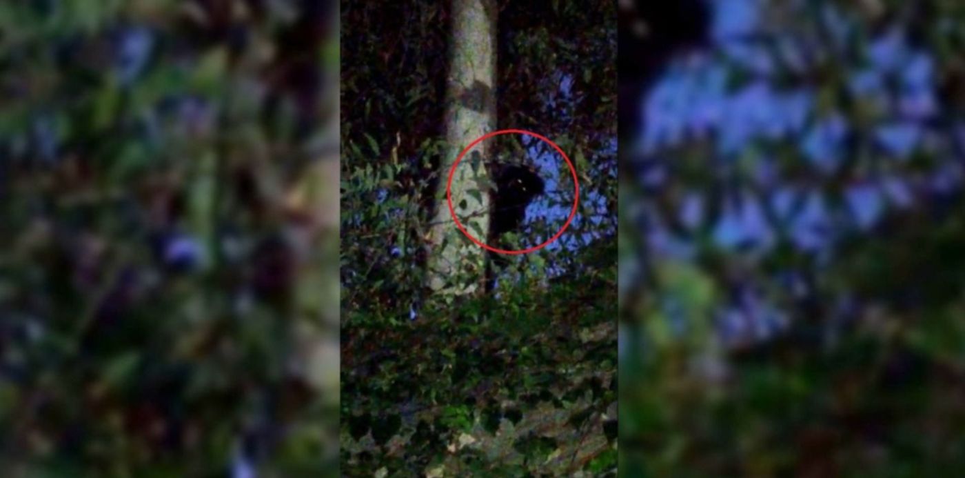 Video del mono de villa elisa