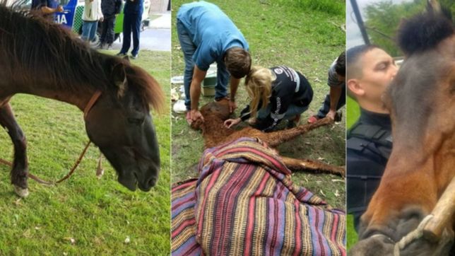 rescatan cinco caballos con signos de maltrato: podran ser adoptados tras su recuperacion