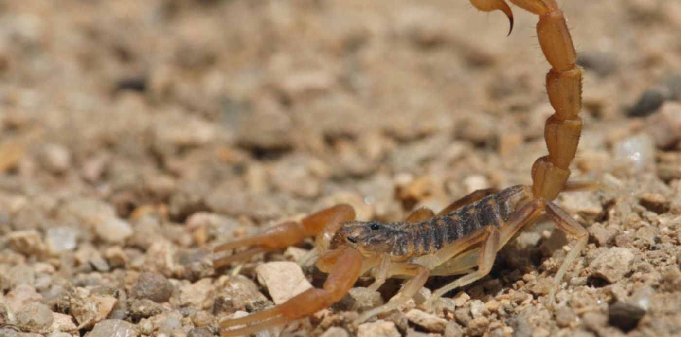 1556061212969.jpg?y=150&width=1487&scaleY=1&ow=1500&x=7&rotate=0&scaleX=1&oh=1000&height=744&&cw=1920&ch=950