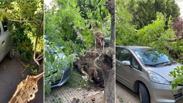 video: arboles caidos y cortes de luz por las rafagas de viento en la plata