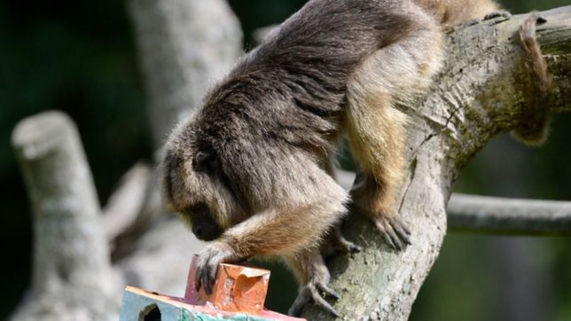 entraron al ex zoologico de la plata en plena madrugada y se robaron tres monos