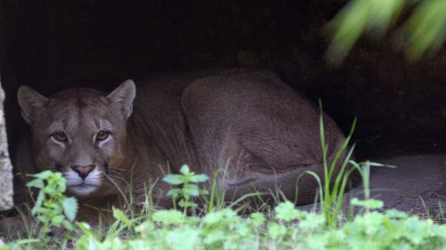 en cuarentena y observacion: el zoologico de la plata le dio asilo a un puma rescatado en maipu