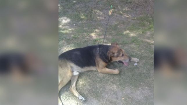 video: hirieron a un perro con una flecha y ahora intentan salvarle la vida