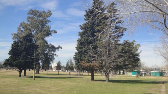 un arbol se quebro y destruyo el techo de un auto estacionado en parque alberti