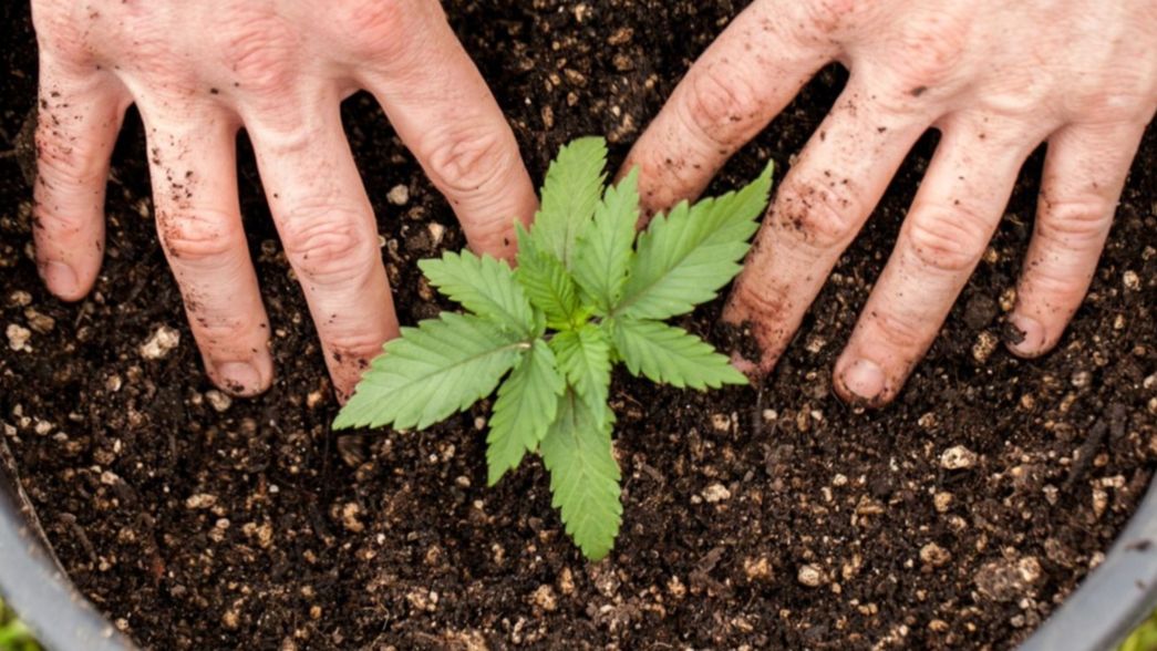 El Gobierno aseguró que busca avanzar hacia la regulación del consumo de cannabis