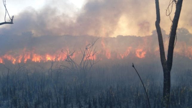 revelan como comenzo el incendio en la reserva natural de punta lara