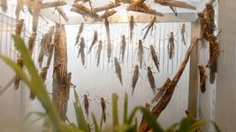 cientificos de la unlp crearon un mapa mundial de saltamontes, langostas y grillos