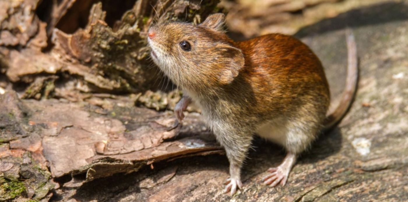 1547791823746.jpg?x=10&y=130&width=1483&height=742&scaleX=1&scaleY=1&rotate=0&ow=1500&oh=999&&cw=1920&ch=950