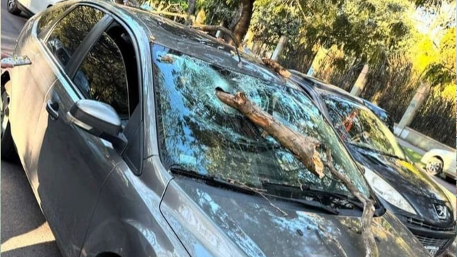 iba en auto por el bosque, se le clavo una rama en el parabrisas y se salvo de milagro