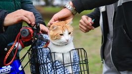 el municipio continua con la campana de vacunacion y atencion gratuita para mascotas el municipio continua con la campana de vacunacion y atencion gratuita para mascotas