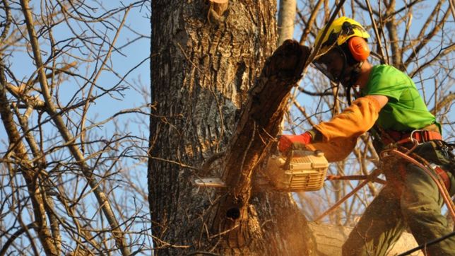 la justicia desestimo denuncias contra la comuna por la poda en la plata