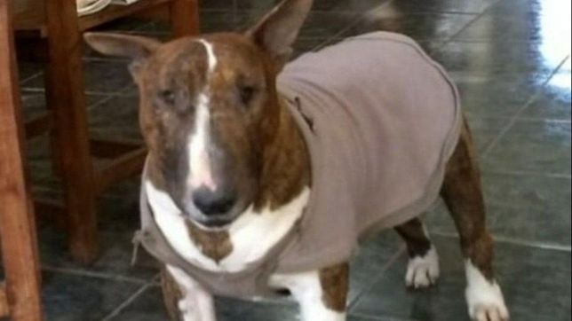 desesperado pedido por mailo, un perro que fue robado y padece una enfermedad en la piel